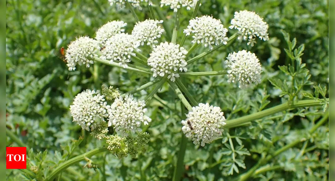 Hemlock water dropwort, a plant that ‘kills a person with smile’— know its deadly nature, uses and more