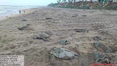 After 7 yrs, 2nd phase of Olive Ridley mass nesting begins in Rushikulya river mouth