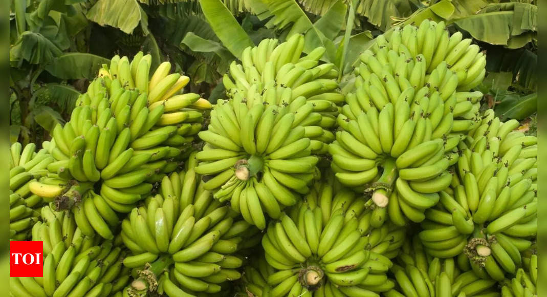 How India’s ‘kadali phalam’ evolved into the widely recognised banana over the last 5000 years