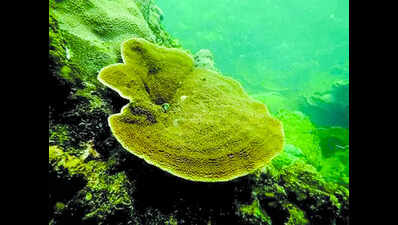 BITS to study impact of microplastics on coral reefs | Goa News ...