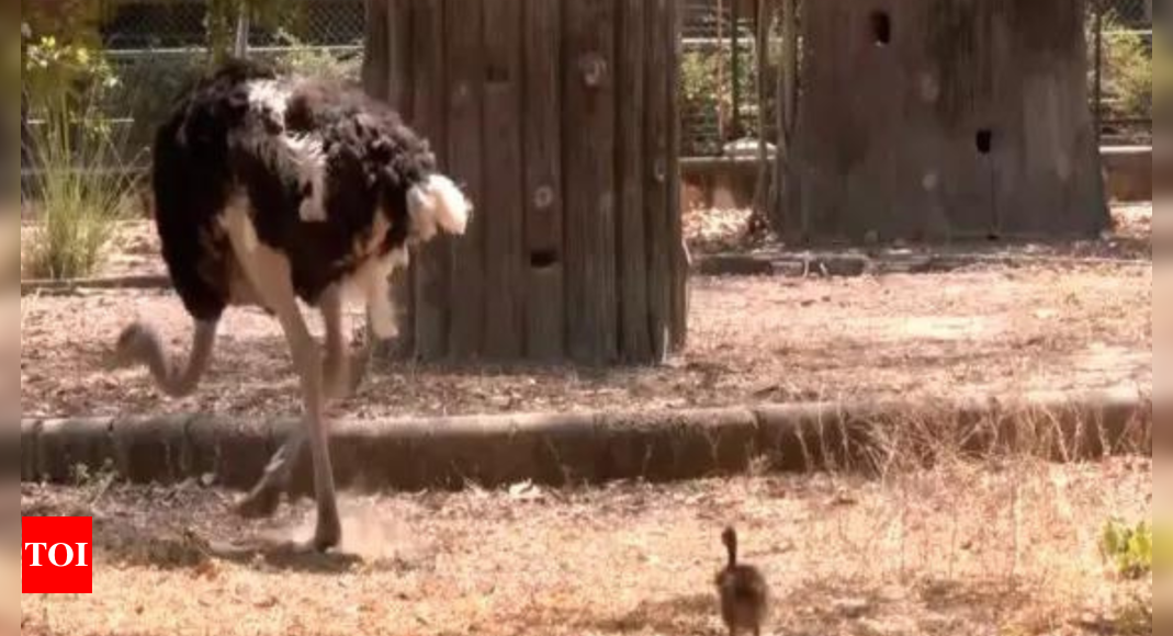 First successful ostrich breeding in Rajasthan's Ramniwas Bagh zoo