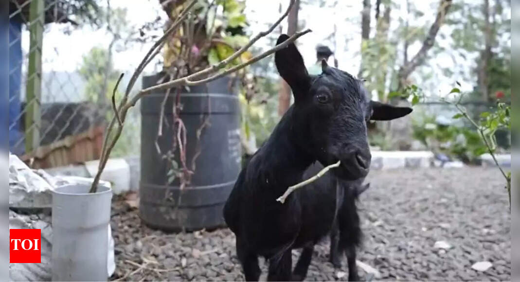 This adorable goat from Kerala is just 1.3 feet tall and now a world record holder!