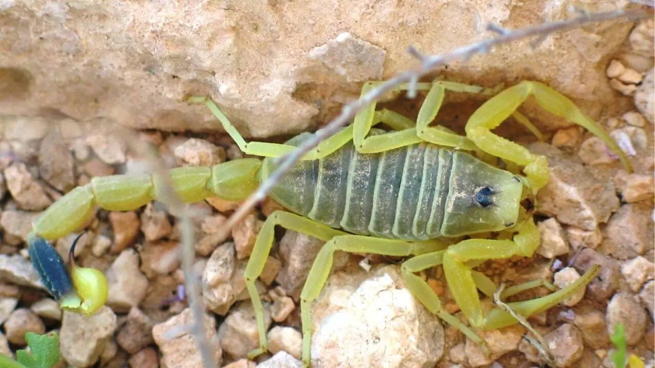 What makes the Deathstalker scorpion one of the deadliest creatures— Know  its traits, venom potency and more | - The Times of India
