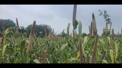 Bihar farmers embrace climate-smart practices to combat unpredictable weather patterns