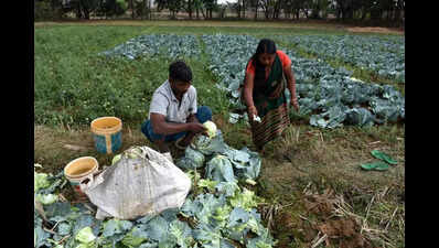 Hailstorms devastate farmers' crops in state