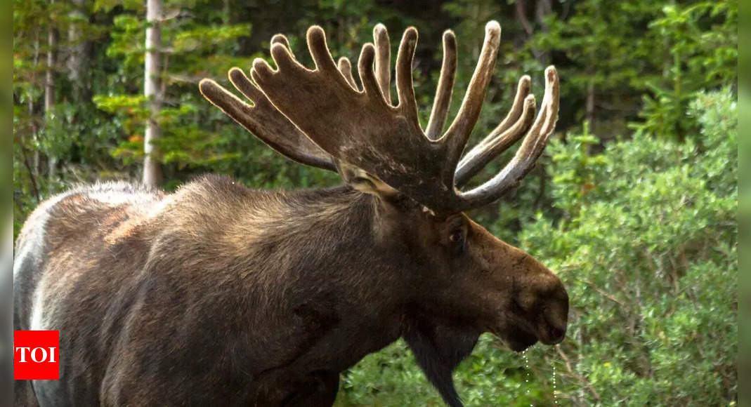 VIRAL: “Back off, human!” Moose gives tourist a reality check in must-see video