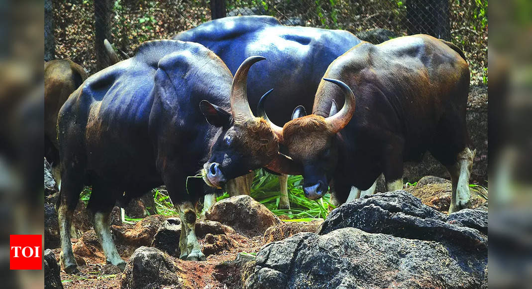 Central Zoo Authority approves new enclosures at Bondla