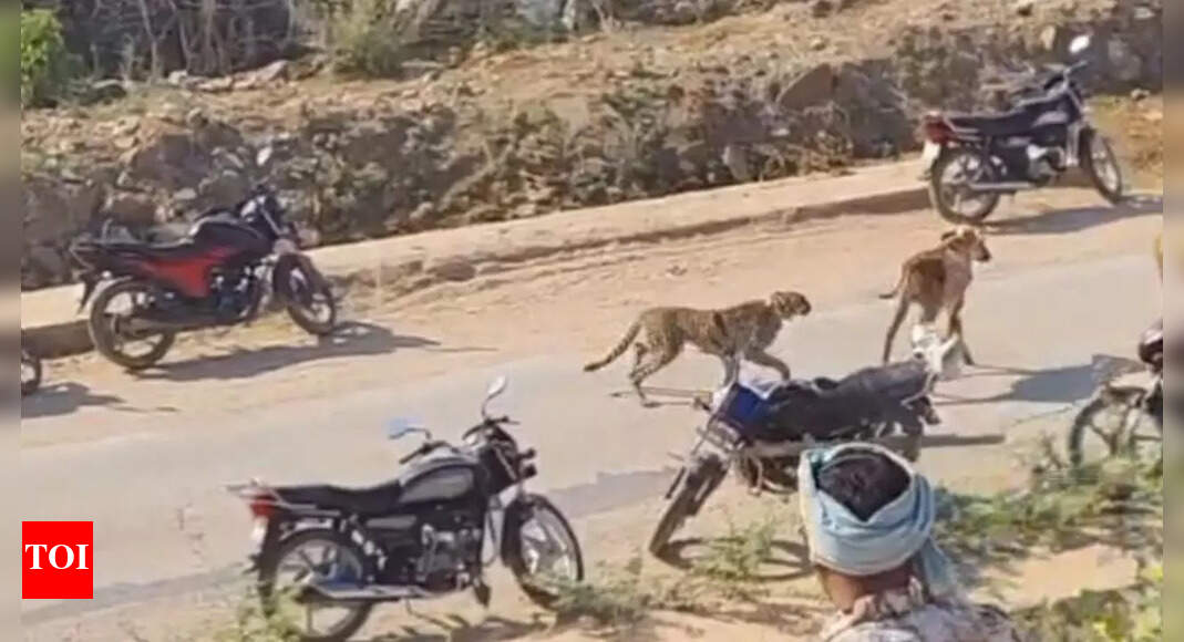Villagers Pelt Stones On Cheetah: Villagers pelt stones at cheetah cubs ...