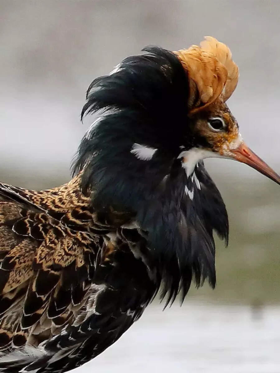 Birds whose names begin with letter R | Times of India
