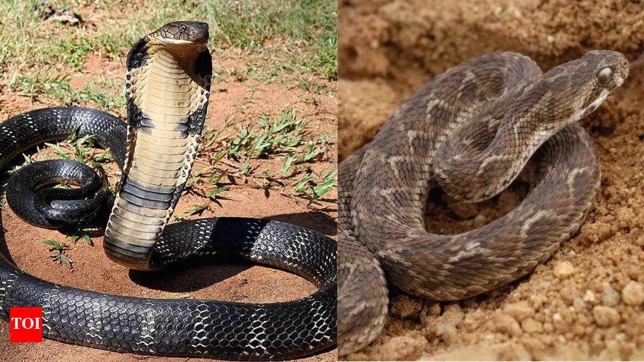 Russell Viper Snake Vs King Cobra - Infoupdate.org