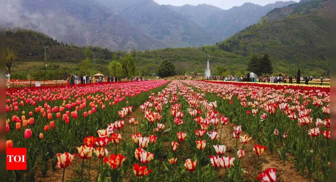 Asia’s largest tulip garden in Srinagar ready to open for tourists; check here for dates