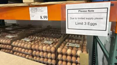 Egg prices expected to normalise in US by holiday season as supply on recovery track