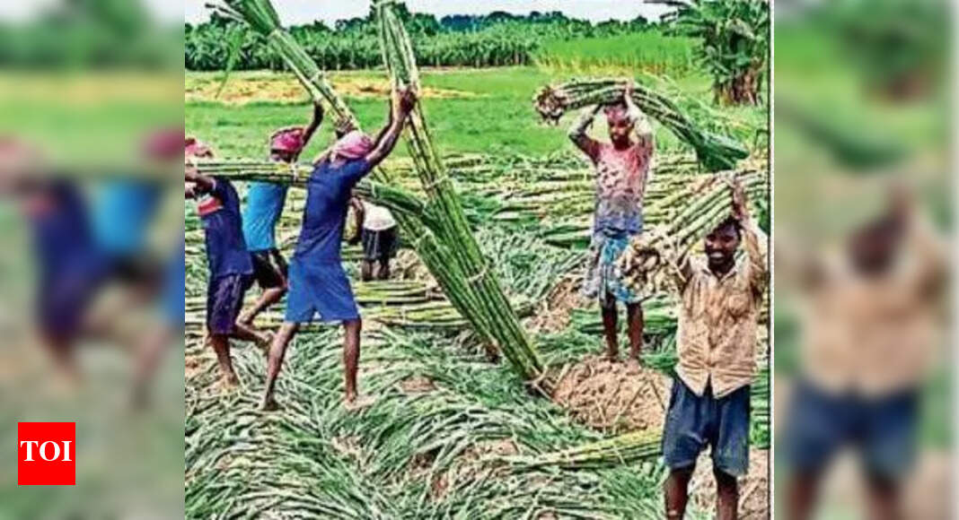Krishna dist witnesses decline in sugarcane yield | Vijayawada News ...