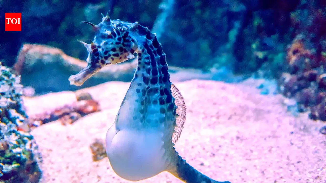6 fascinating animals where males give birth to the offspring