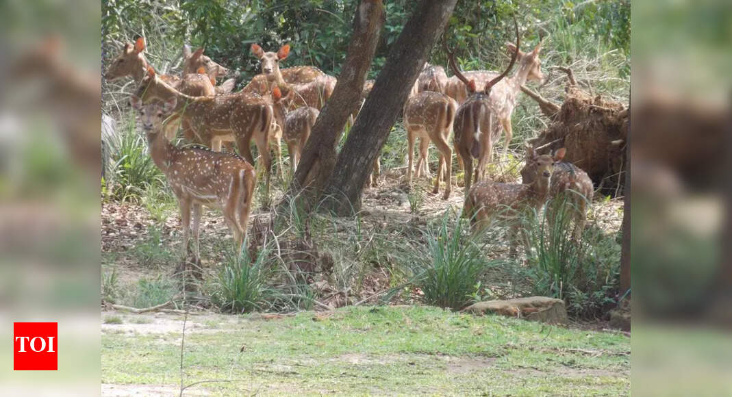 Forest dept provides water to wild animals inside jungle | Bhubaneswar ...