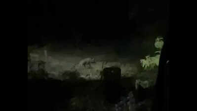 2 prowling leopards and a hyena terrorise residents of Nashik’s Lonkar Mala area