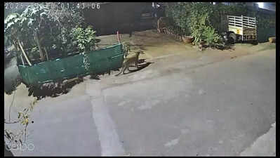 2 prowling leopards and a hyena terrorise residents of Nashik’s Lonkar Mala area