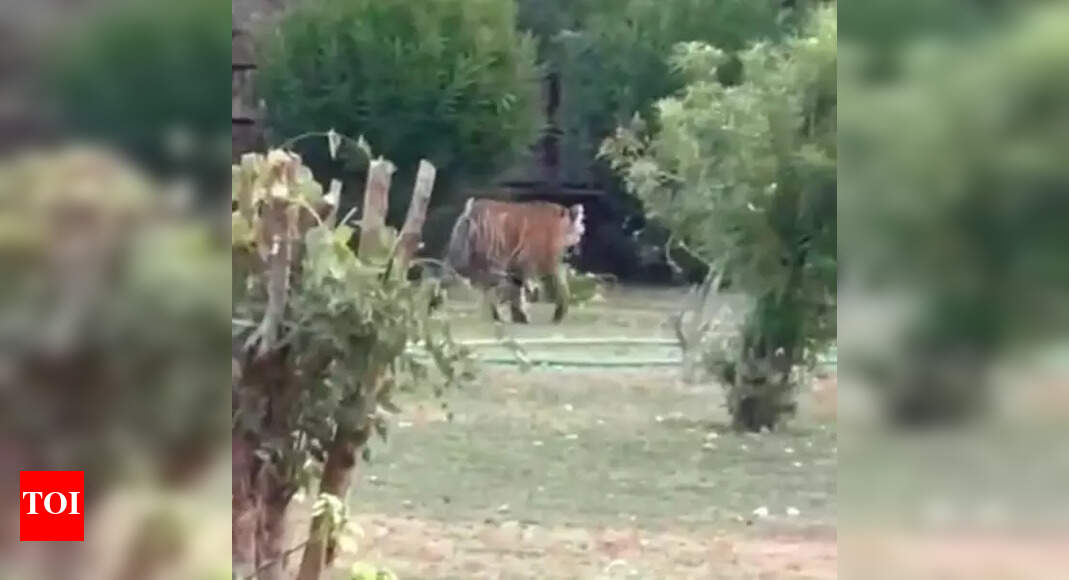 Tigress Arrowhead’s cub spotted again inside Ranthambore Fort | Jaipur ...
