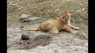 Bengal Safari gets 3rd lion as Suraj, Tanaya have male cub