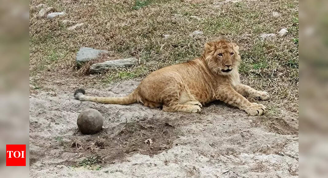 Bengal Safari gets 3rd lion as Suraj, Tanaya have male cub | Kolkata