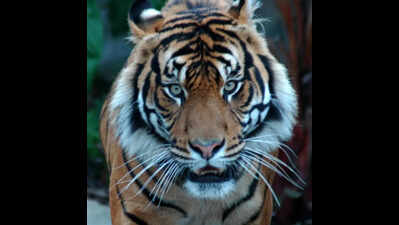 Woman mauled to death in tiger attack in Champawat | Dehradun News