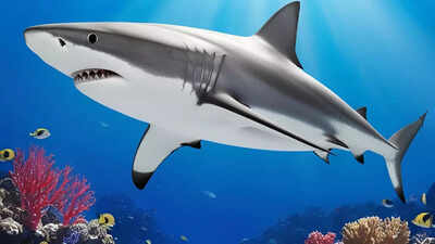 Can sharks make sounds? Scientists uncover the first evidence of it