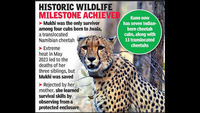 First India-born cheetah turns 2, Kuno releases b'day video ...