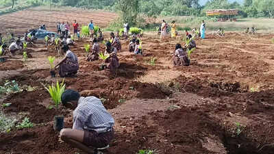 Pune forest division and Zilla Parishad to plant saplings of fruit-bearing trees in 303 model schools