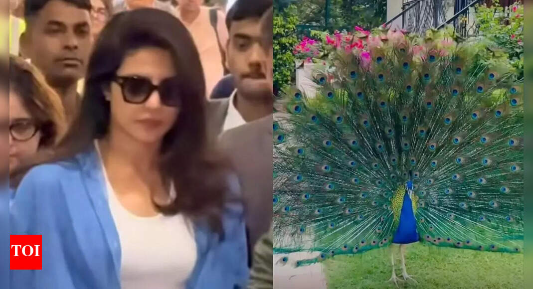 Priyanka Chopra finds a friend in a peacock - PICS