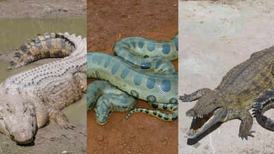 7 largest reptiles on earth ‘six times’ larger than a human – from green anaconda to saltwater crocodile