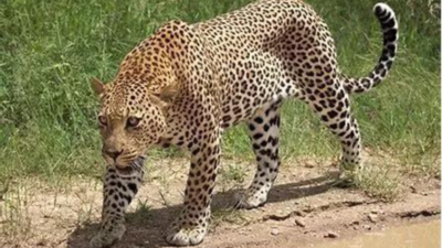 Man fights off leopard, saves dad, gets hurt