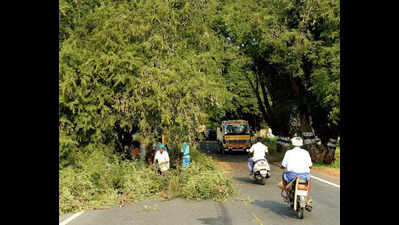 1,342 trees to be cut to widen Avinashi-Mettupalayam road in Coimbatore