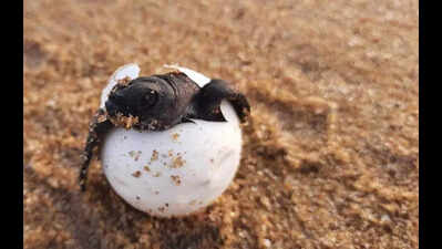 Rising temperatures skewing sex ratio of sea turtles towards females: Study