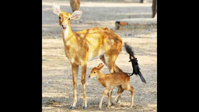 Female deer, caught in conflict between two males, dies in Delhi zoo