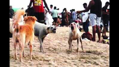 Stray dog sterilisation on along Salcete coast