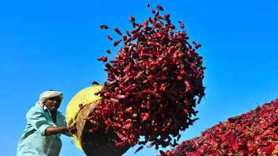 Warangal’s Chapata chilli spices up its status with GI tag