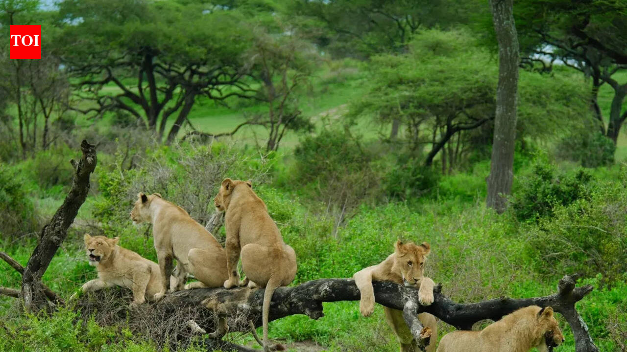 IUCN Green Status assessment: Lion population declining in Africa and India