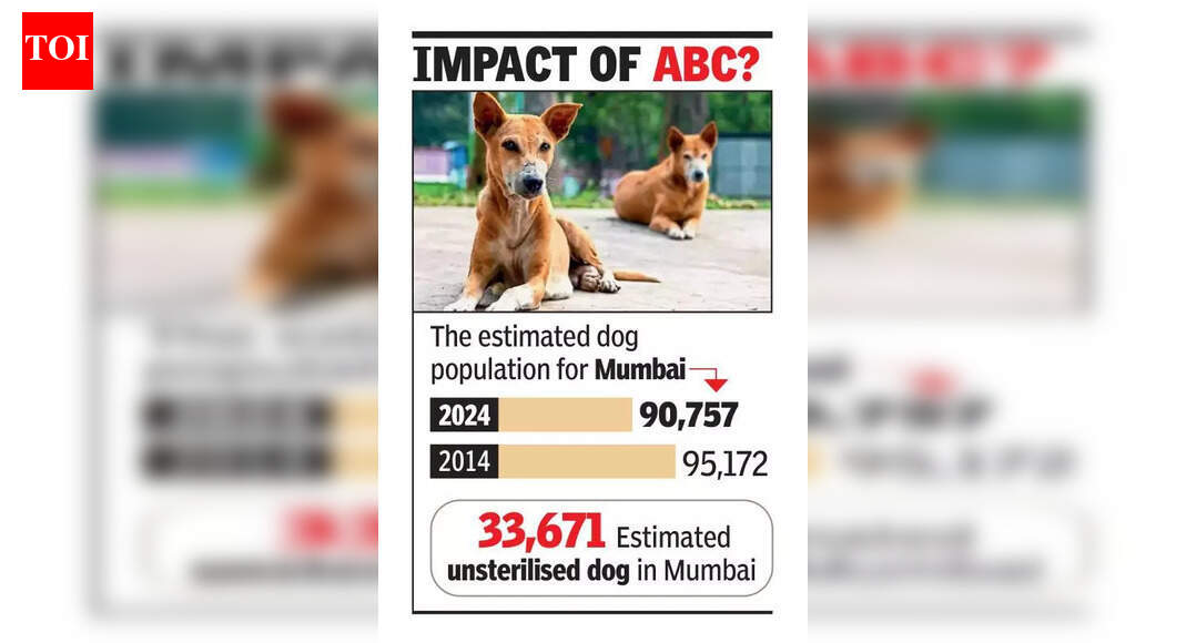 City’s stray dog numbers down by 4,400 in last 10 yrs: BMC survey ...