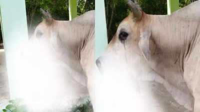 Bull dies after eating explosive hidden inside fruit in Odisha