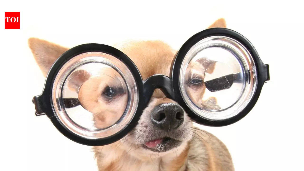 5 most intelligent pet dog breeds that are easy to train