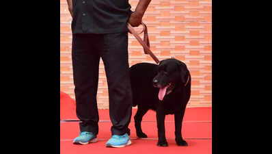 Police dog proof can’t be relied upon to prove guilt: HC