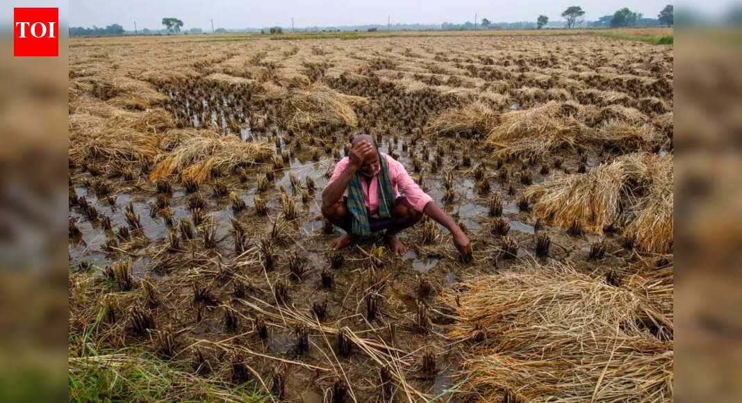 Unseasonal rain damaged crops on 30,000 hectares across state, says ...
