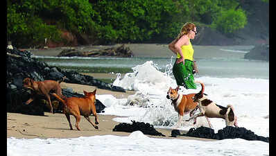 60 beach dogs vaxxed, sterilised in four days