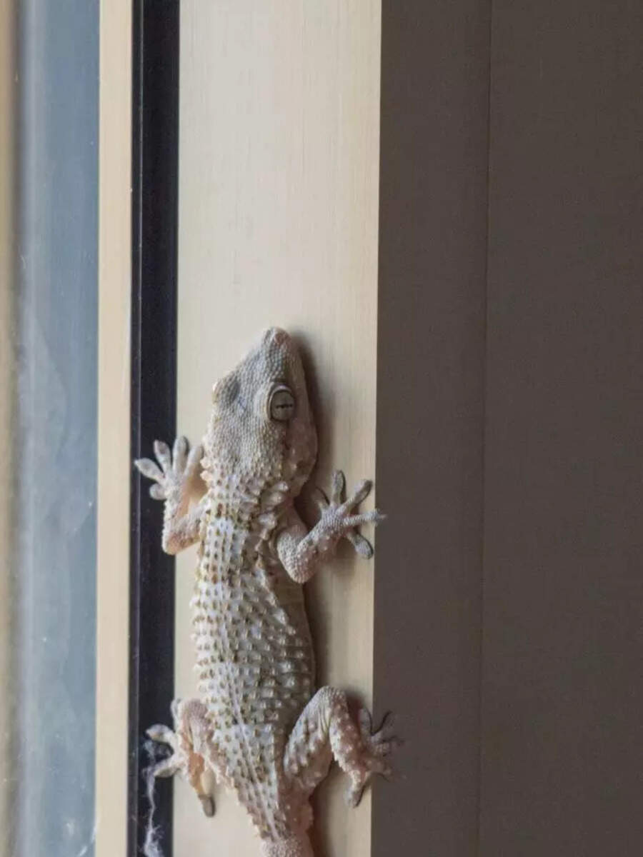 8 tips to control lizards, pests, and insects at home in summer days ...