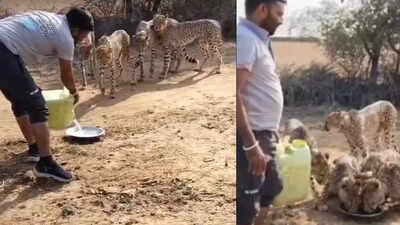 Weeks after villagers pelted stones, Cheetahs in Madhya Pradesh now drink water from their plate, watch viral video