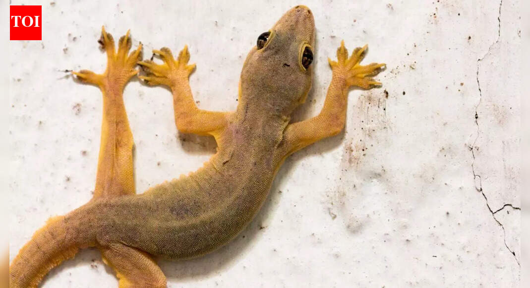 Why do lizards not fall from walls? - The Times of India