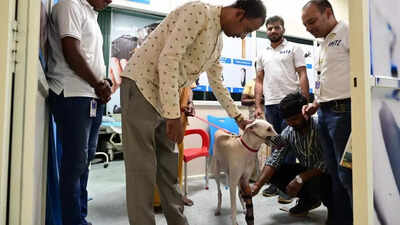Artificial Limb Centre, AMTZ achieves landmark with first successful pet prosthetic fitment