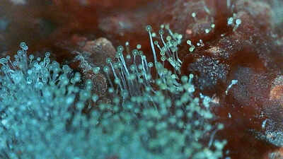 How to detox your home from mold naturally in one day