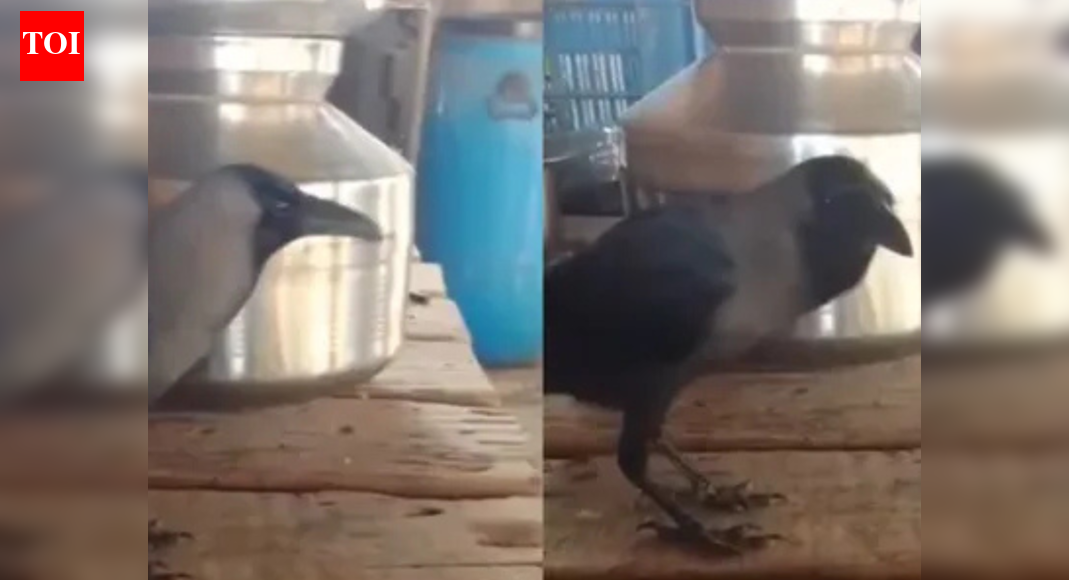Meet the crow that can talk: New celebrity bird leaves the internet ...