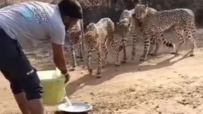 Heart-warming moment with Kuno cheetahs costs dear, MP forest guard & driver benched